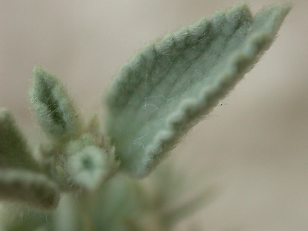 Marrubium incanum